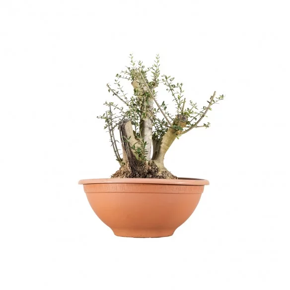 Olea europea sylvestris -...