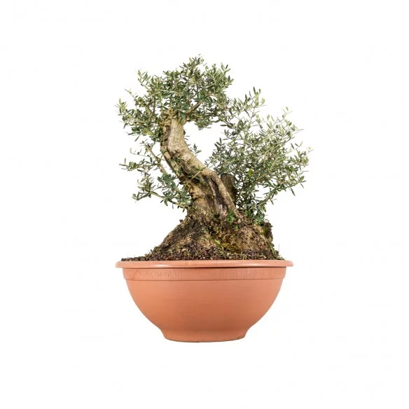 Olea europea sylvestris -...