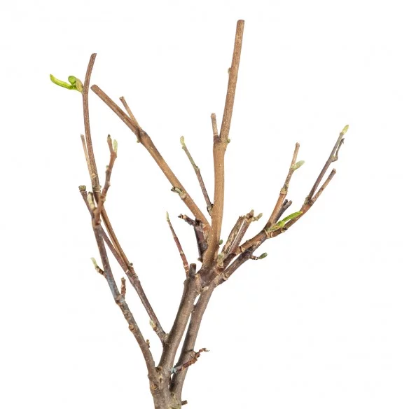 Magnolia Stellata - Vaso 1...