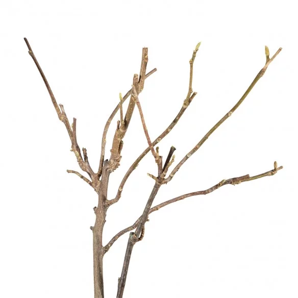 Magnolia George Henry Kern...