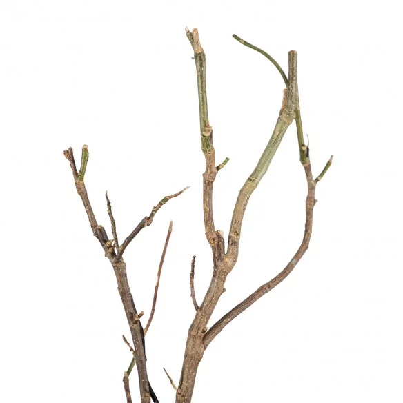 Magnolia Betty - Pot 1 Liter