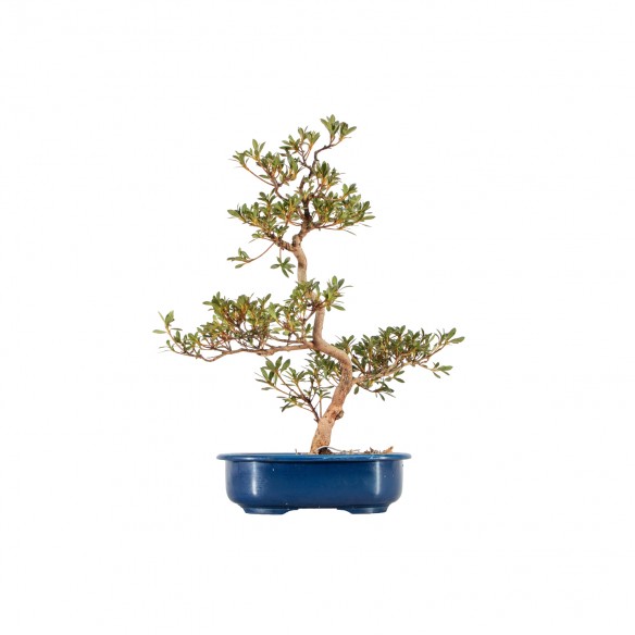 Azalea satsuki Yoko - B5812