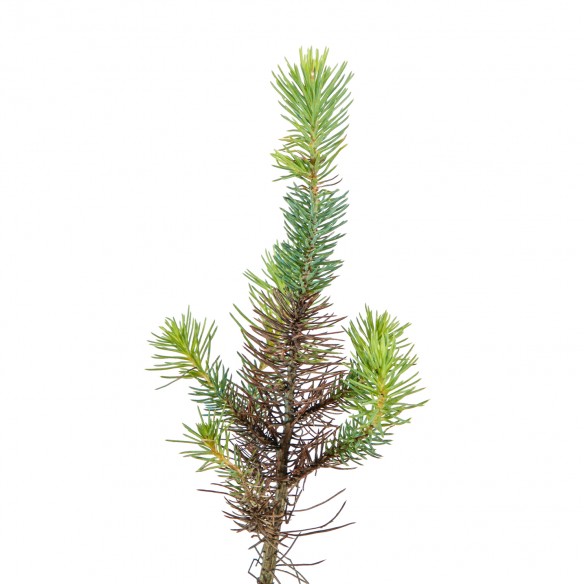 Pinus pinea