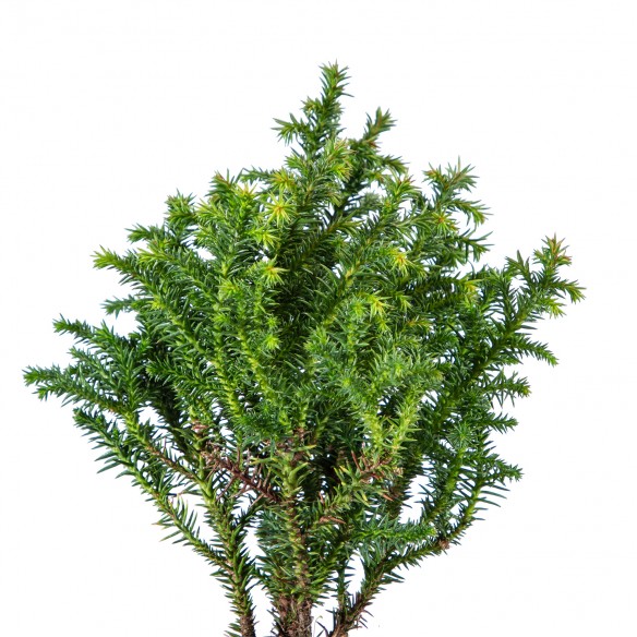 Cryptomeria japonica