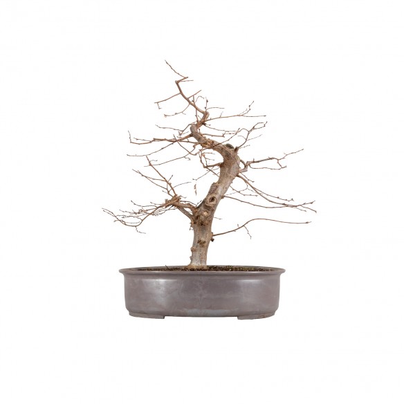 Carpinus betulus - B5821