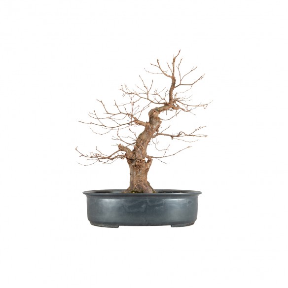 Carpinus betulus - B5822