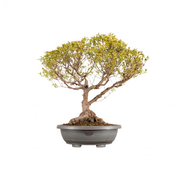 Acer ginnala - B5828