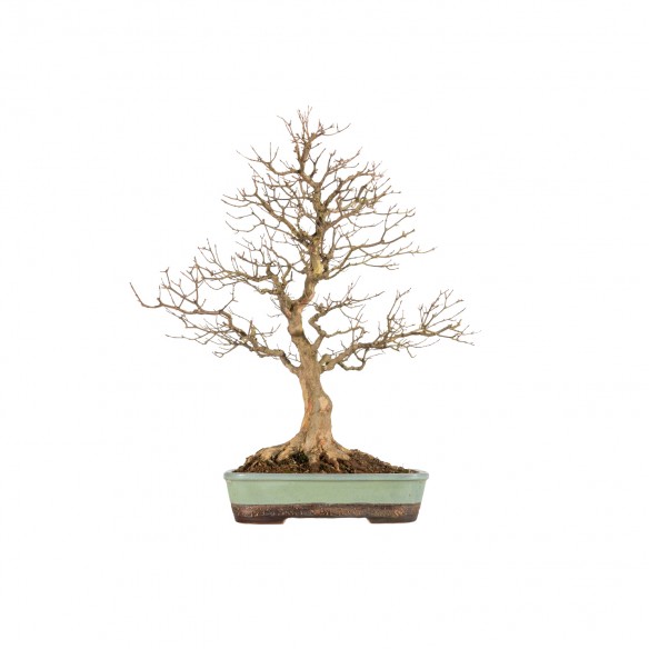 Acer buergerianum - B5833
