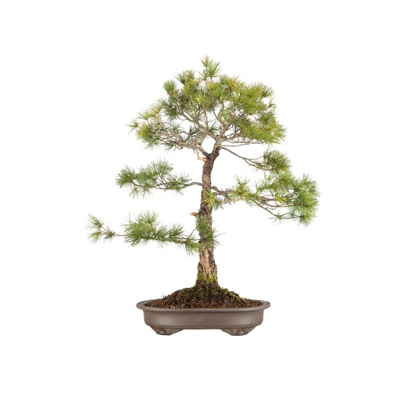 Pinus parviflora - B5835
