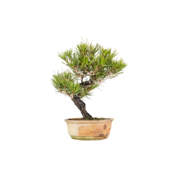 Pinus thunbergii - B5839