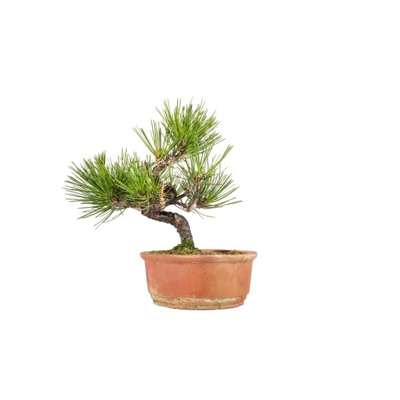 Pinus thunbergii - B5841