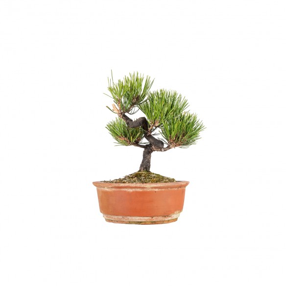 Pinus thunbergii - B5843