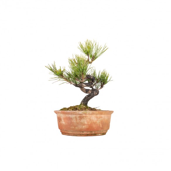 Pinus thunbergii - B5846