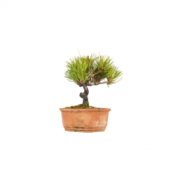 Pinus thunbergii - B5847
