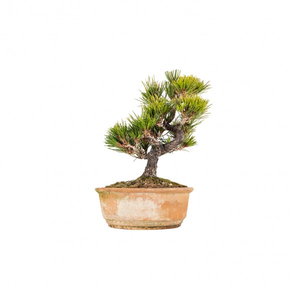 Pinus thunbergii - B5848