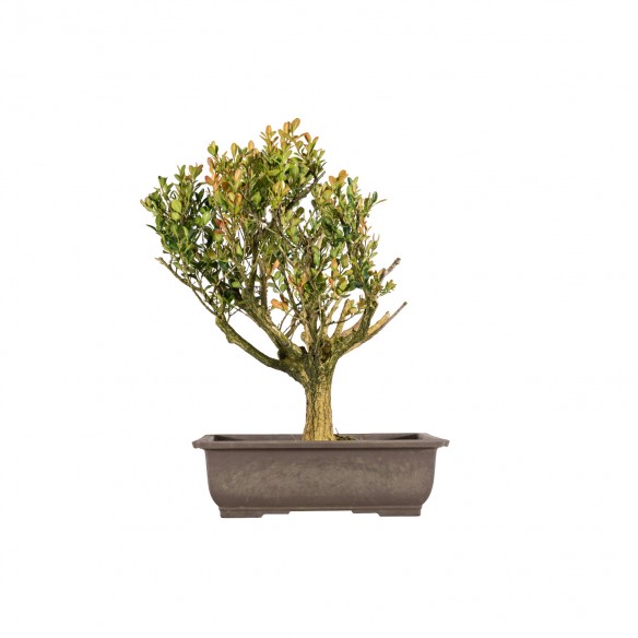 Buxus spp. - B5850