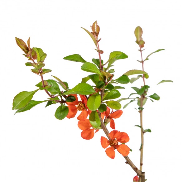 Chaenomeles japonica