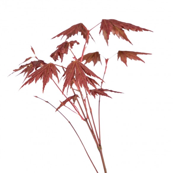 Acer palmatum 'Brown Sugar'