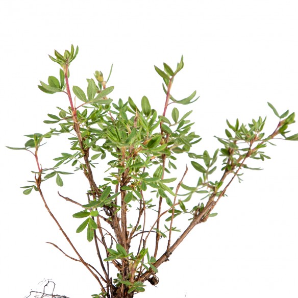 Potentilla fruticosa...