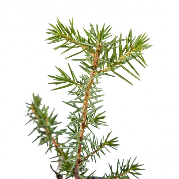 Juniperus Rigida