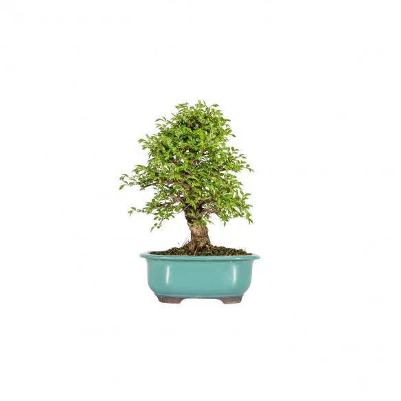 Zelkova nire - B5878