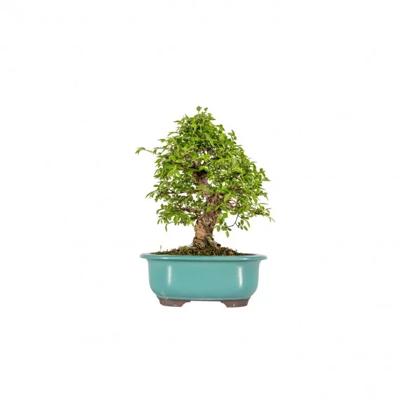 Zelkova nire - B5884