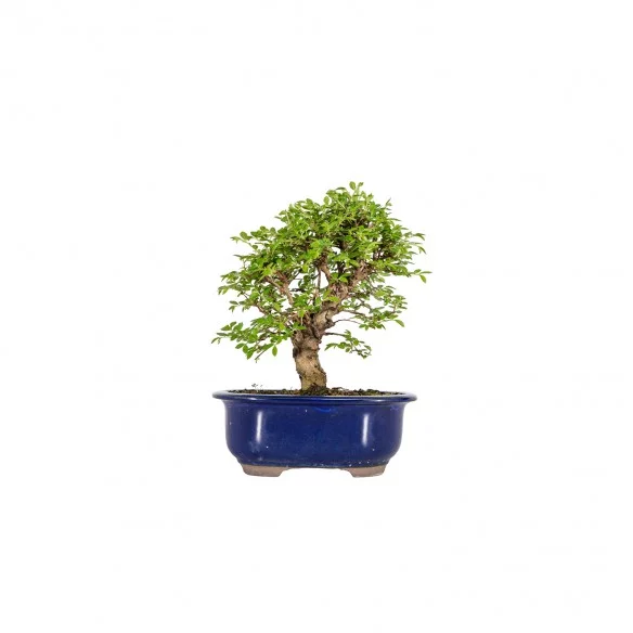 Zelkova nire - B5885