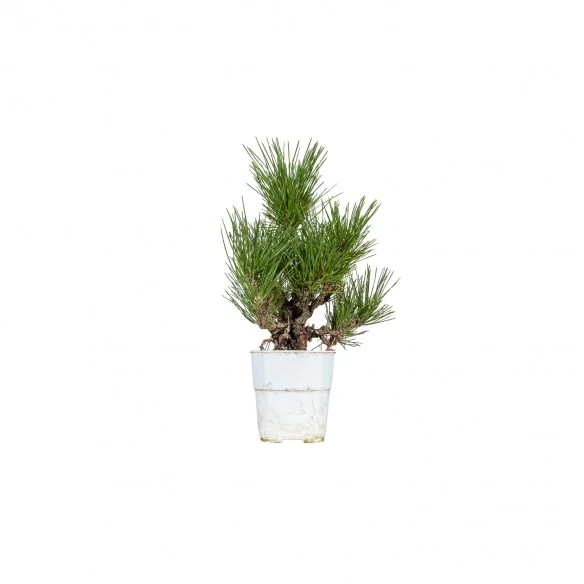 Pinus thunbergii corticosa...