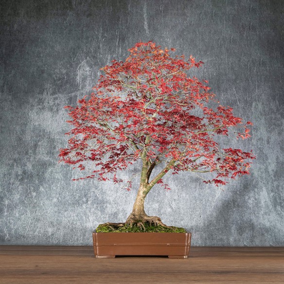 Acer Deshojo - B5896