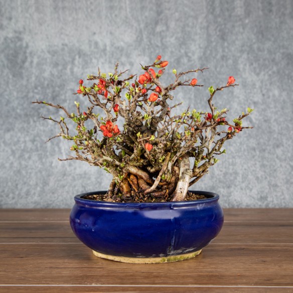 Chaenomeles chojubai - B5898