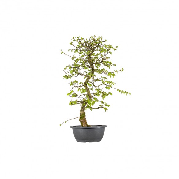 Carpinus turczaninowii - B5971