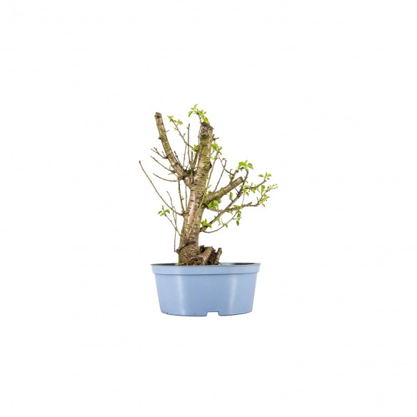 Prunus mahaleb - B5973