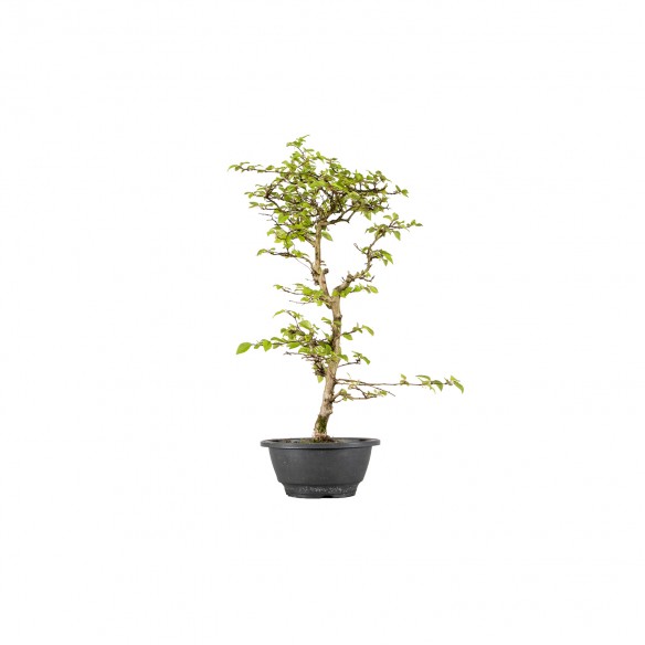 Carpinus turczaninowii - B5977