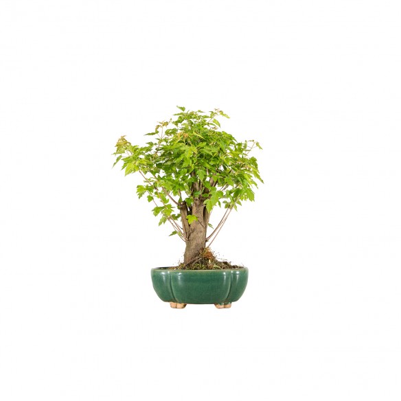 Acer ginnala - B5983