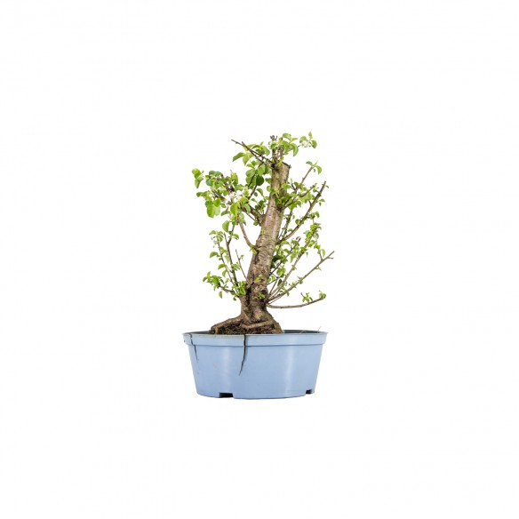 Prunus mahaleb - B5984