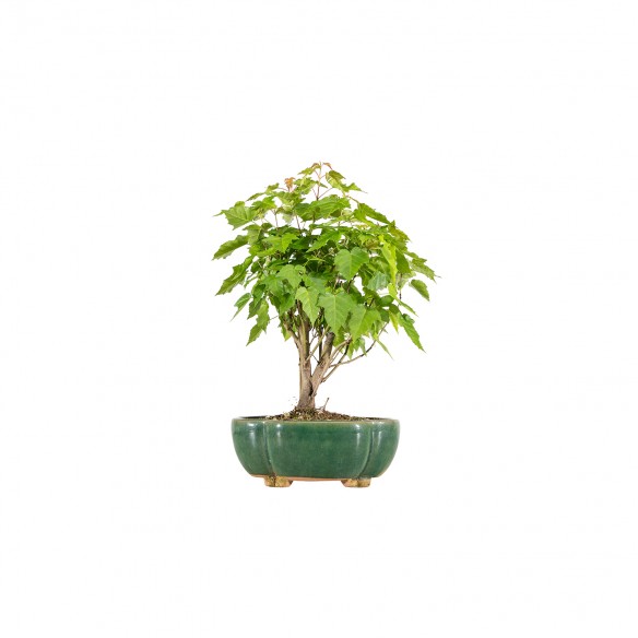 Acer ginnala - B5989