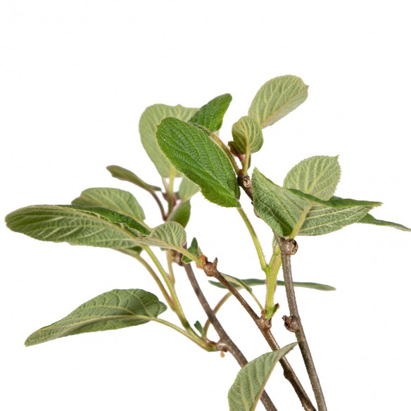 Actinidia - Hayward femelle...