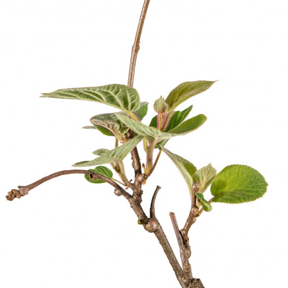 Actinidia - Chinensis -...