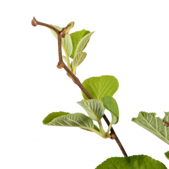 Actinidia Chinensis -...