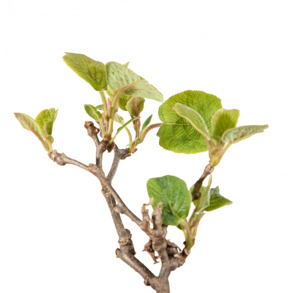 Actinidia Deliciosa -...