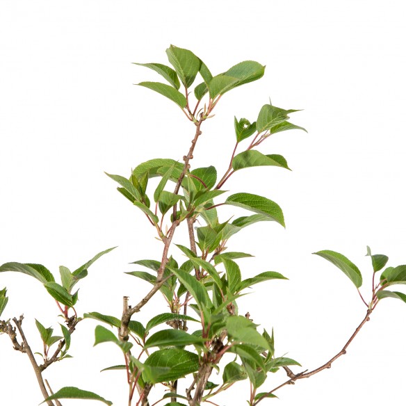 Actinidia Femelle Arguta -...