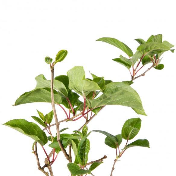 Actinidia Femelle Arguta -...