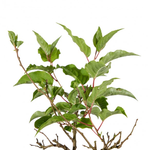 Actinidia Male - Arguta -...