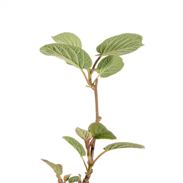 1.3.194 - Actinidia Male...