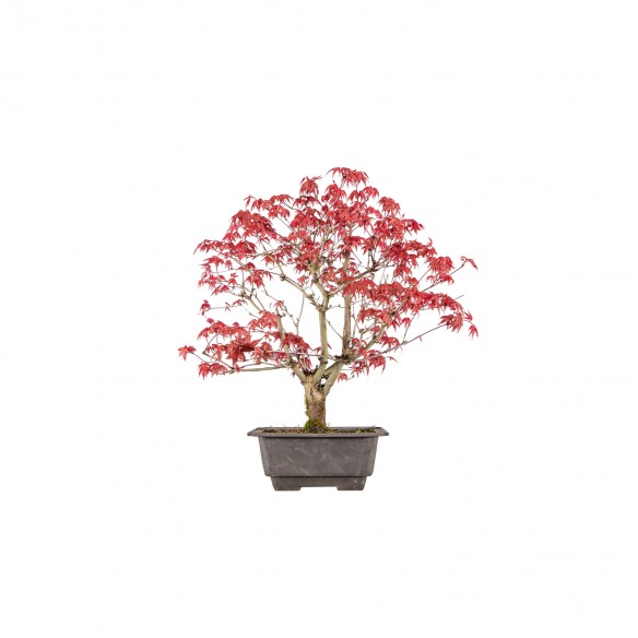 Acer palmatum deshojo - B5991