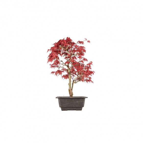 ACER PALMATUM DESHOJO - B5992