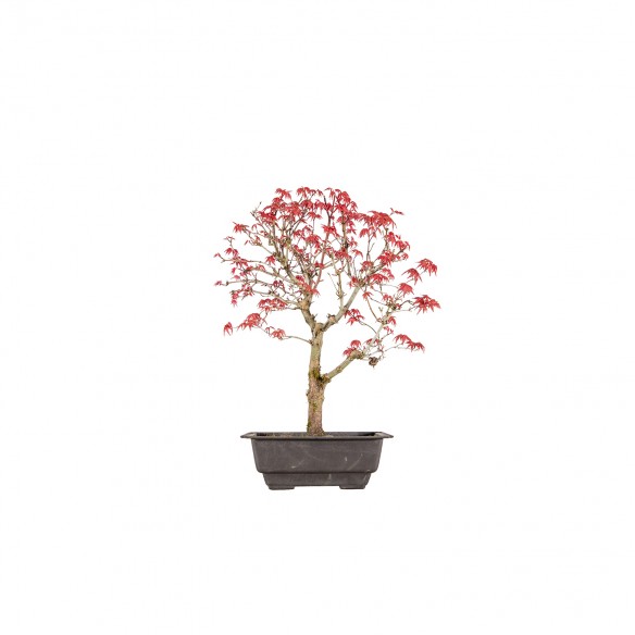 Acer palmatum deshojo - B5993