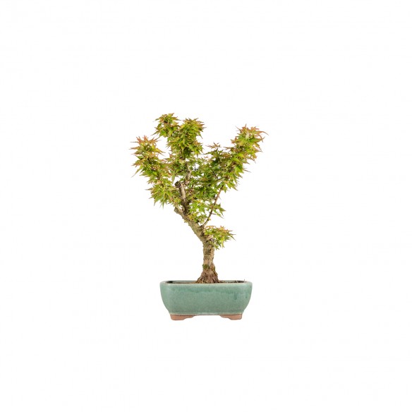 ACER PALMATUM KOTOHIME - B5995