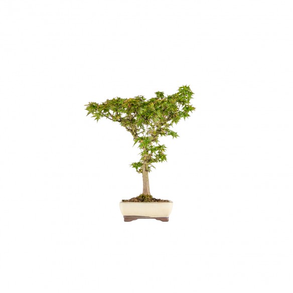 ACER PALMATUM KOTOHIME - B5997