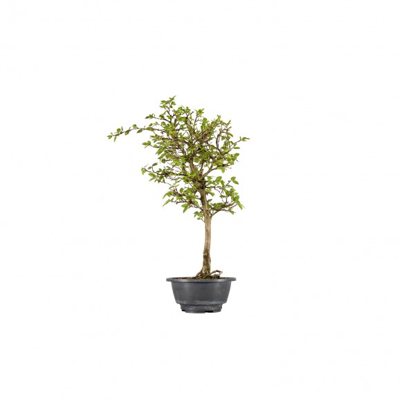 Carpinus turczaninowii - B5998